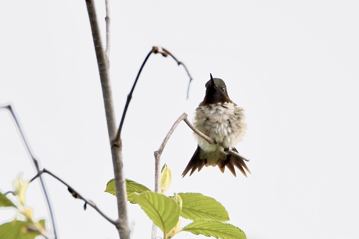 Ruby-throated Hummingbird - ML618985087
