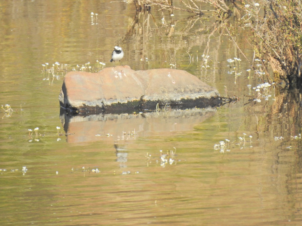 White Wagtail - Nelson Conceição