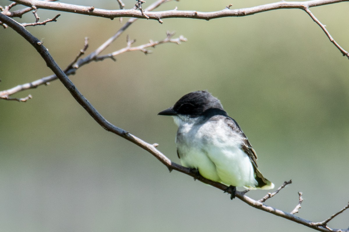 Eastern Kingbird - ML618985095