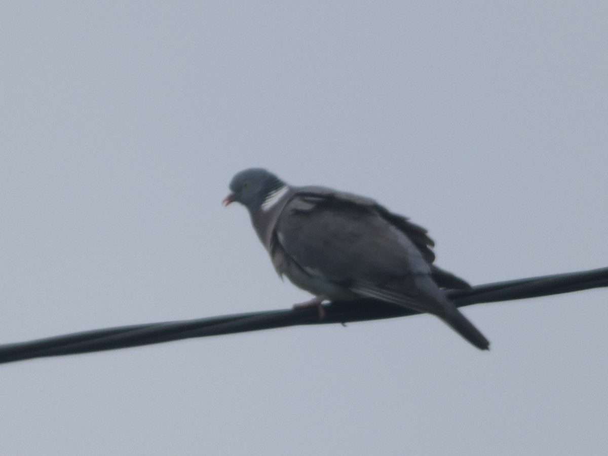 holub hřivnáč - ML618985097