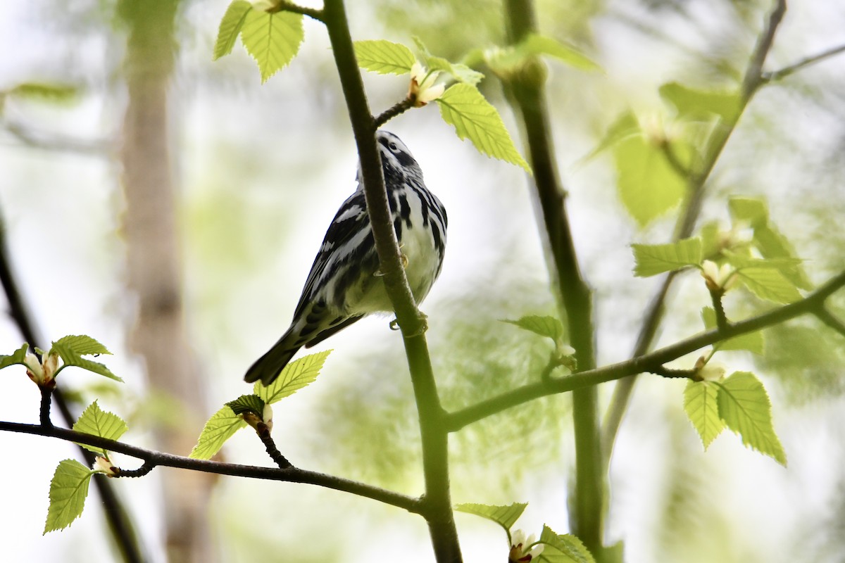 Black-and-white Warbler - Robert Coron