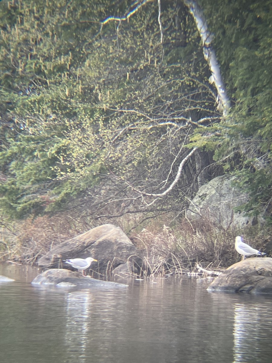 American Herring Gull - ML618985126