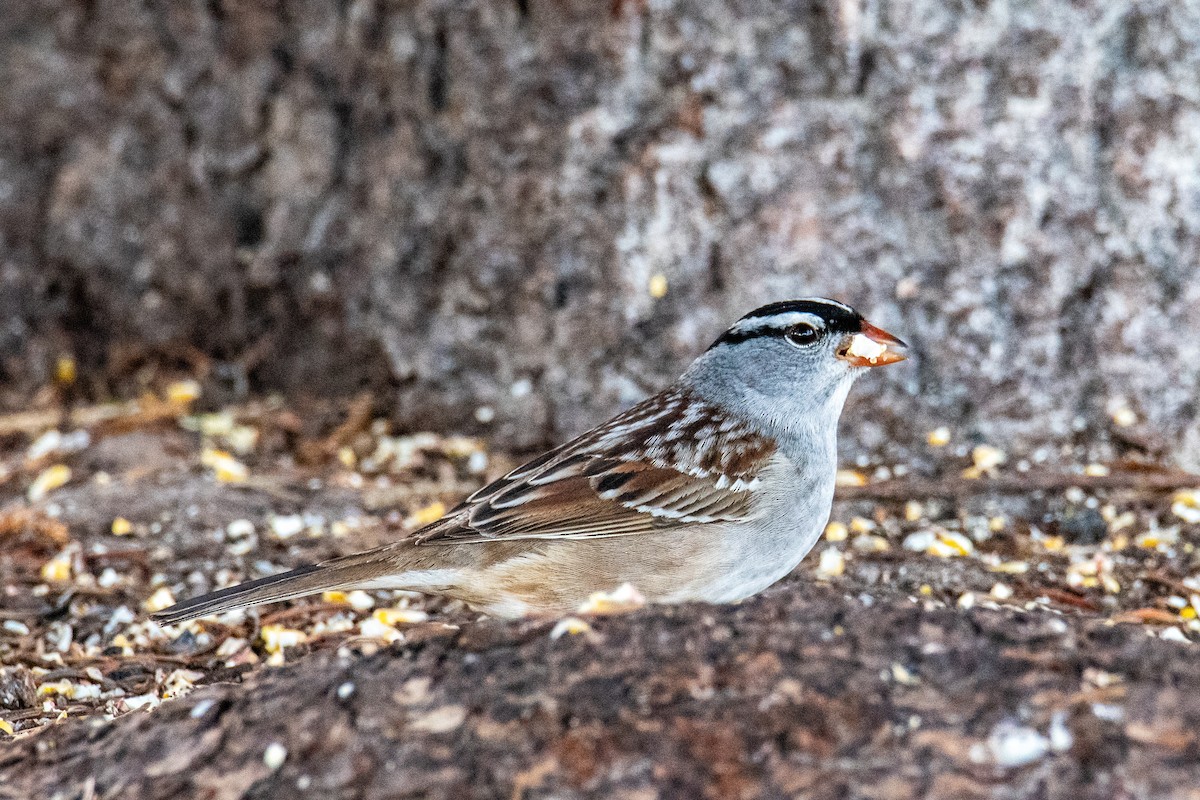 White-crowned Sparrow - Joshua  Vincent