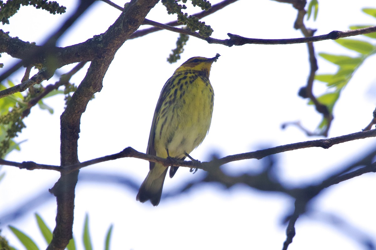 Cape May Warbler - Dimitris Salas