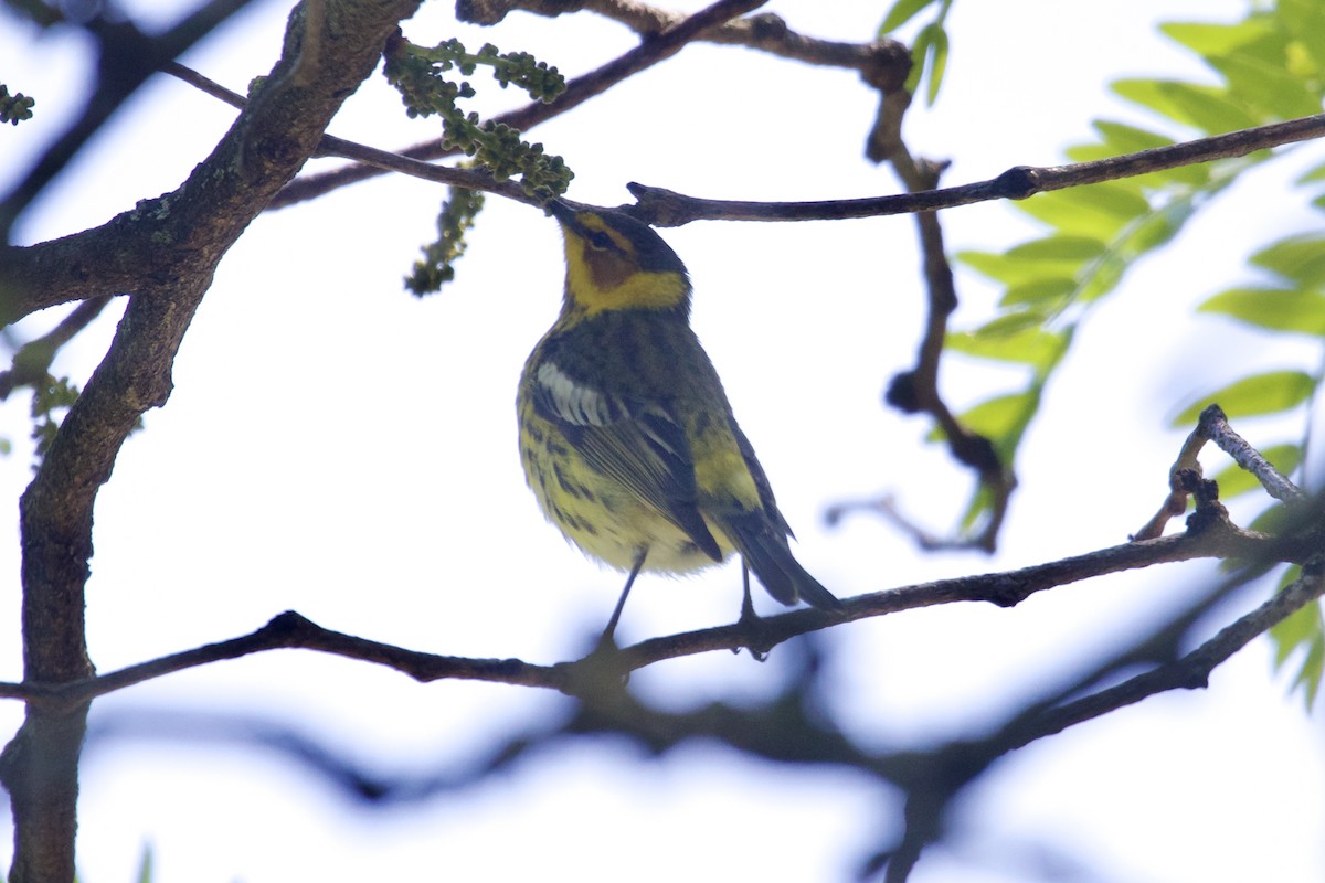 Cape May Warbler - Dimitris Salas