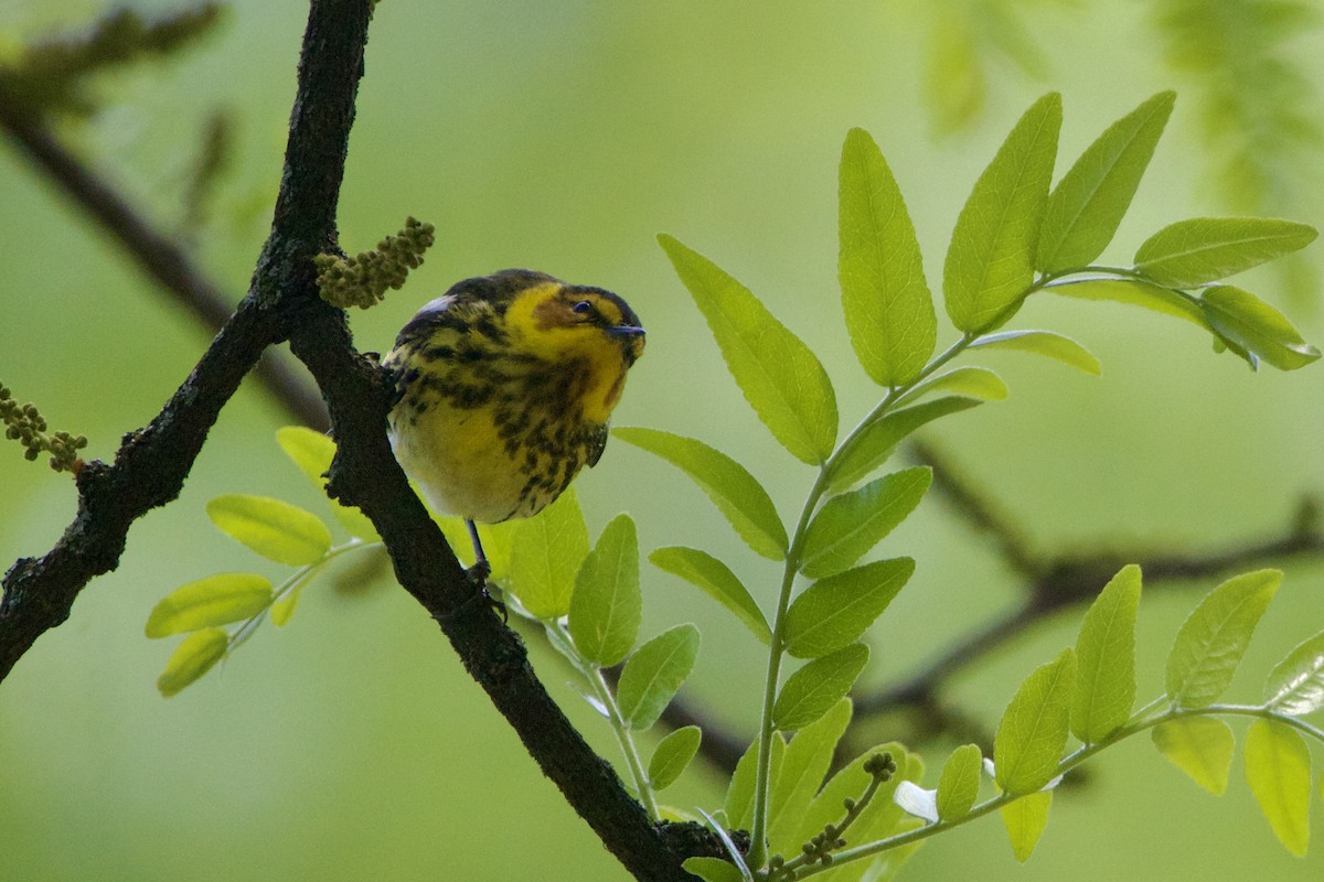 Cape May Warbler - Dimitris Salas