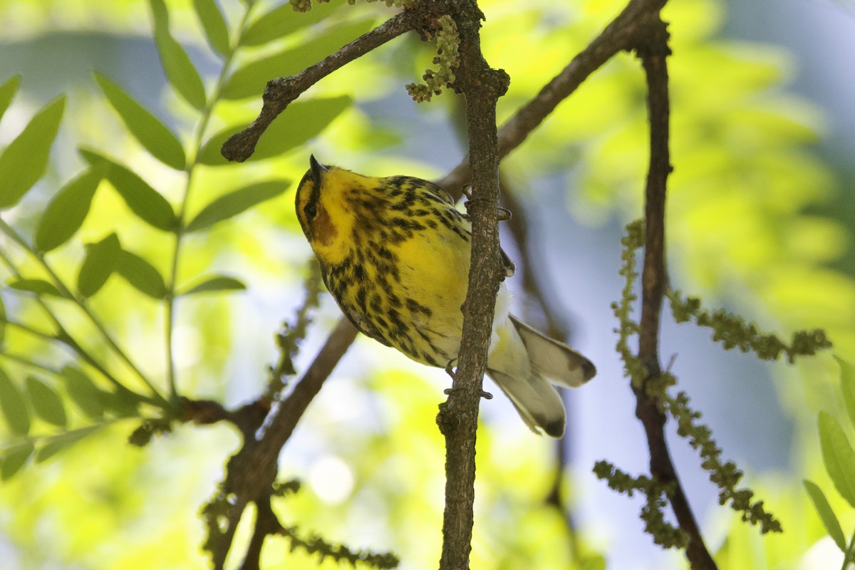 Cape May Warbler - Dimitris Salas