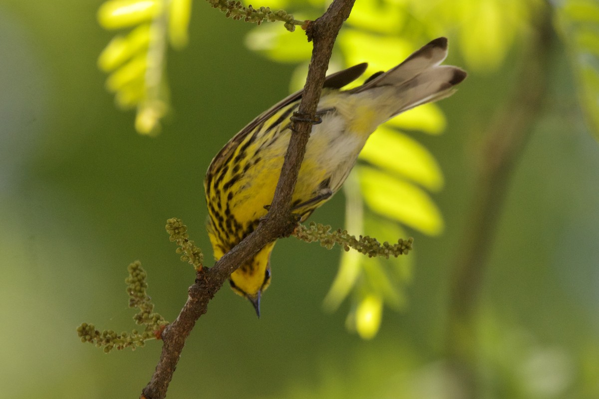 Cape May Warbler - Dimitris Salas