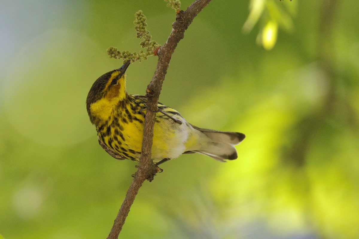 Cape May Warbler - Dimitris Salas