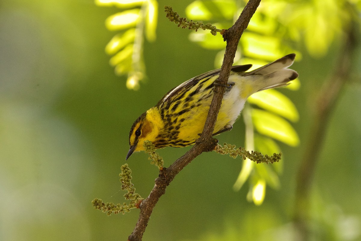 Cape May Warbler - Dimitris Salas