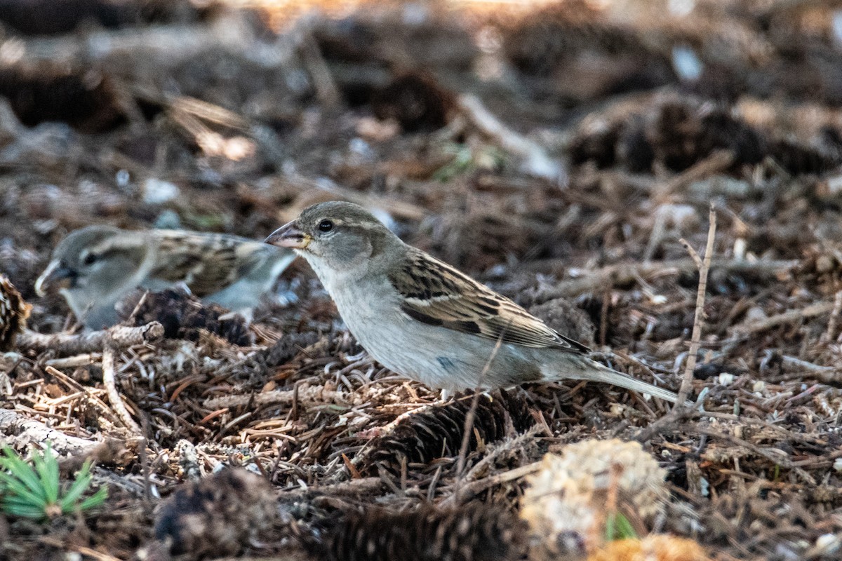 House Sparrow - Joshua  Vincent