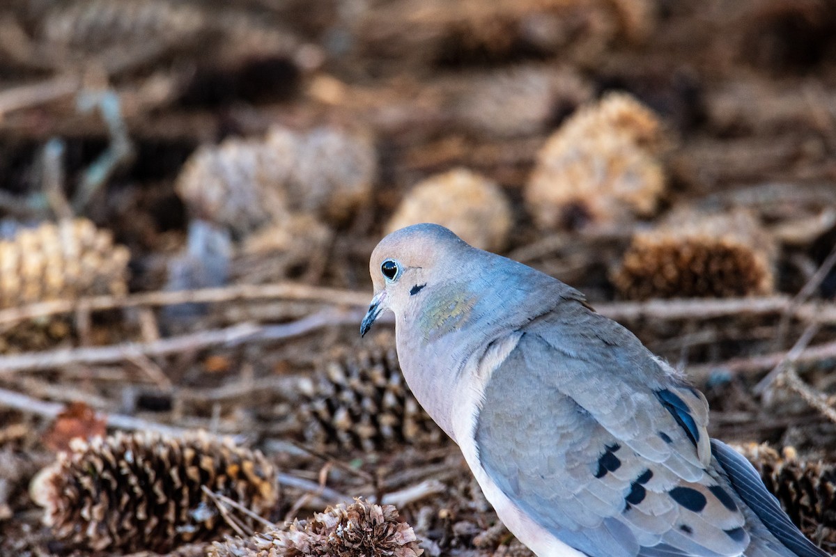 Mourning Dove - Joshua  Vincent