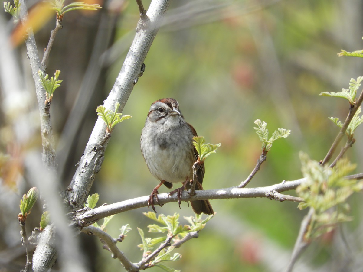 Swamp Sparrow - ML618985214