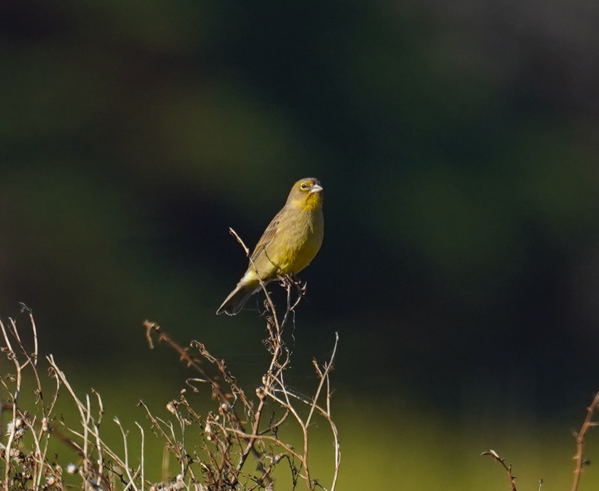 Grassland Yellow-Finch - Olivares Barraza