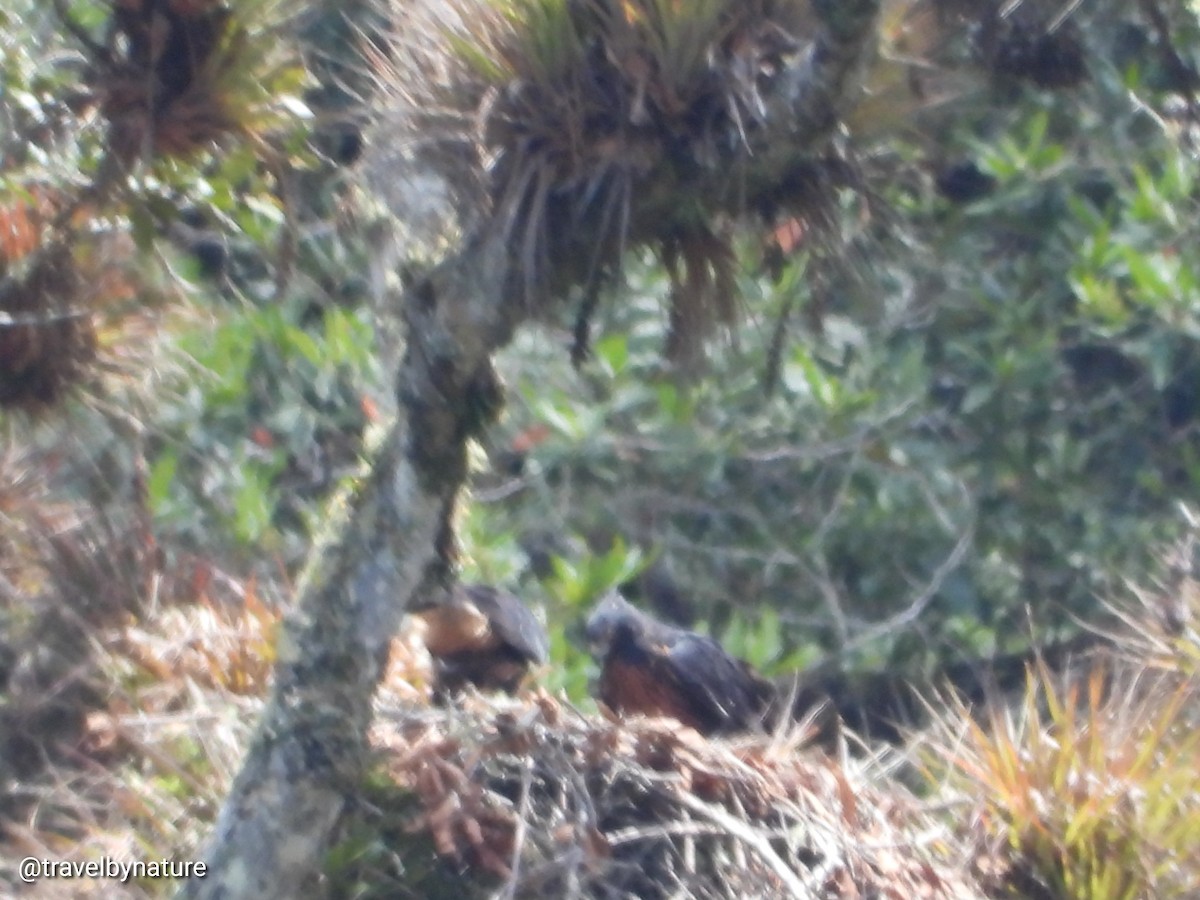 Black-and-chestnut Eagle - Juan Vargas