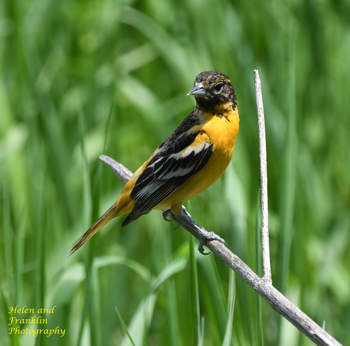 Baltimore Oriole - Helen and Franklin Chow