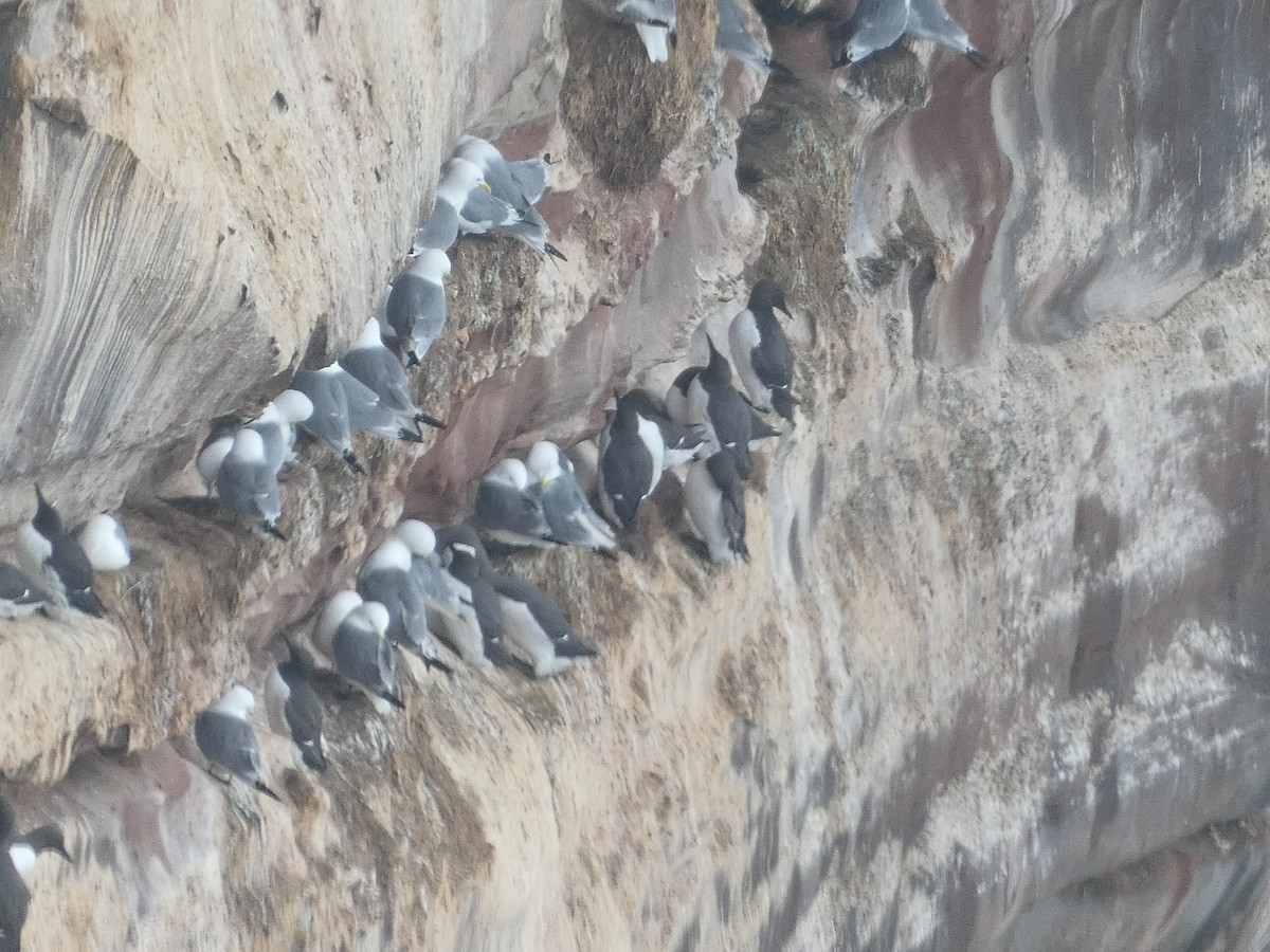 Common Murre - Mike Tuer