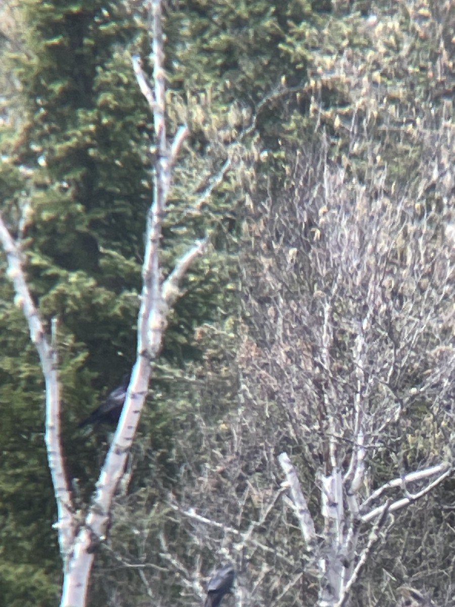 American Crow - ML618985254