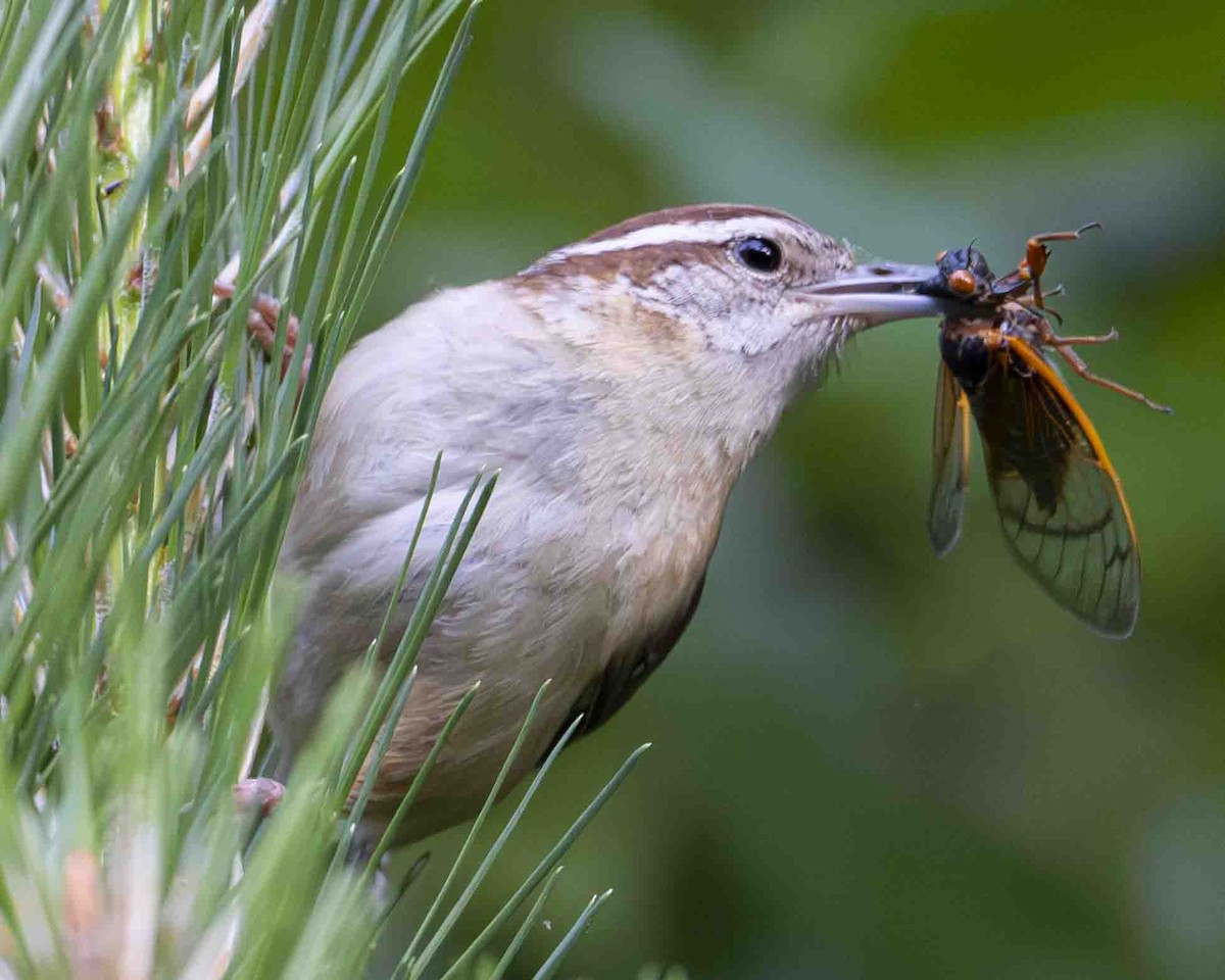 Carolina Wren - ML618985269