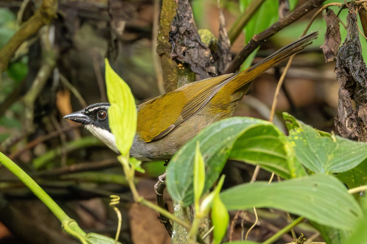 Sierra Nevada Brushfinch - ML618985270