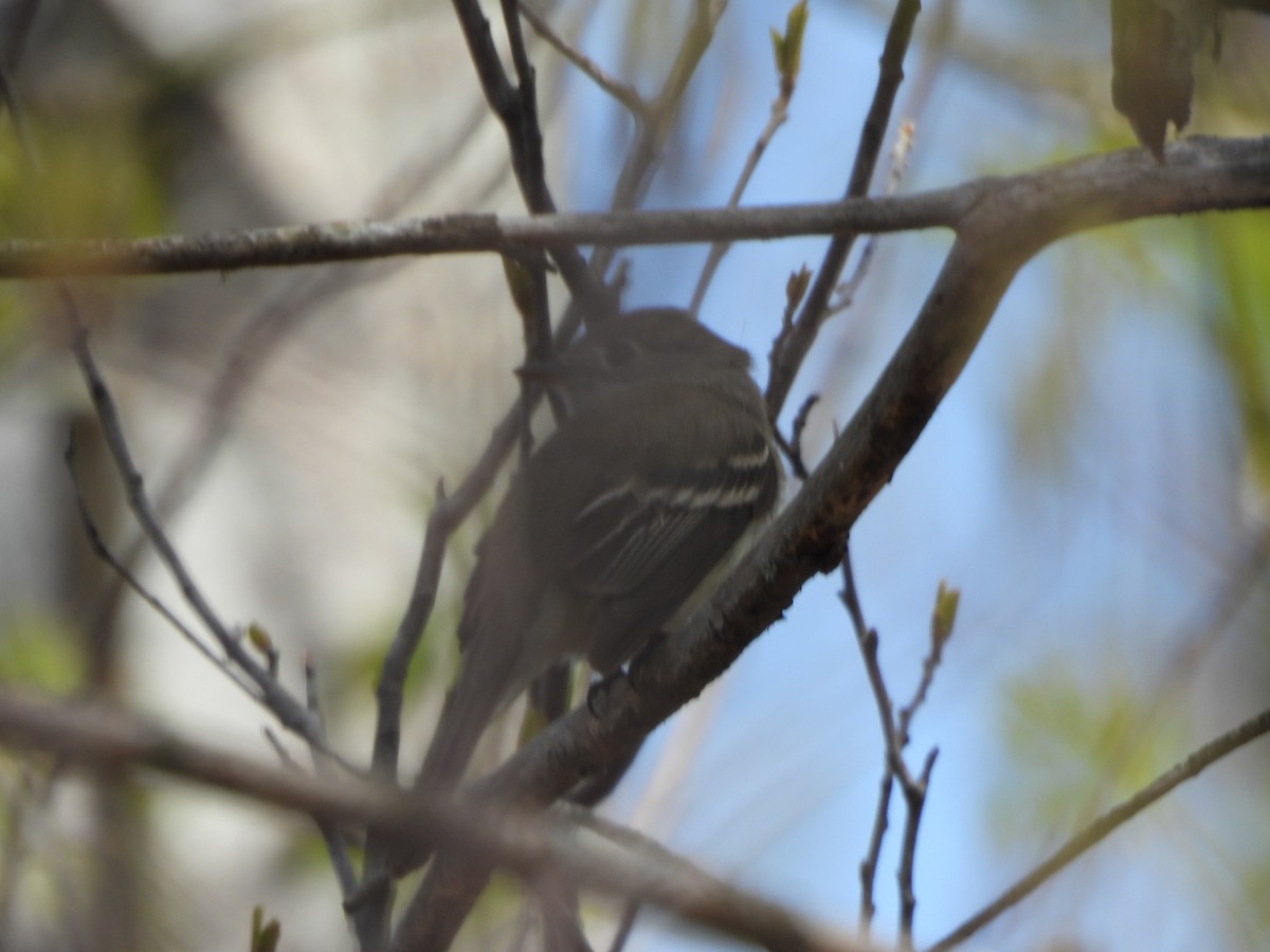 Least Flycatcher - ML618985271