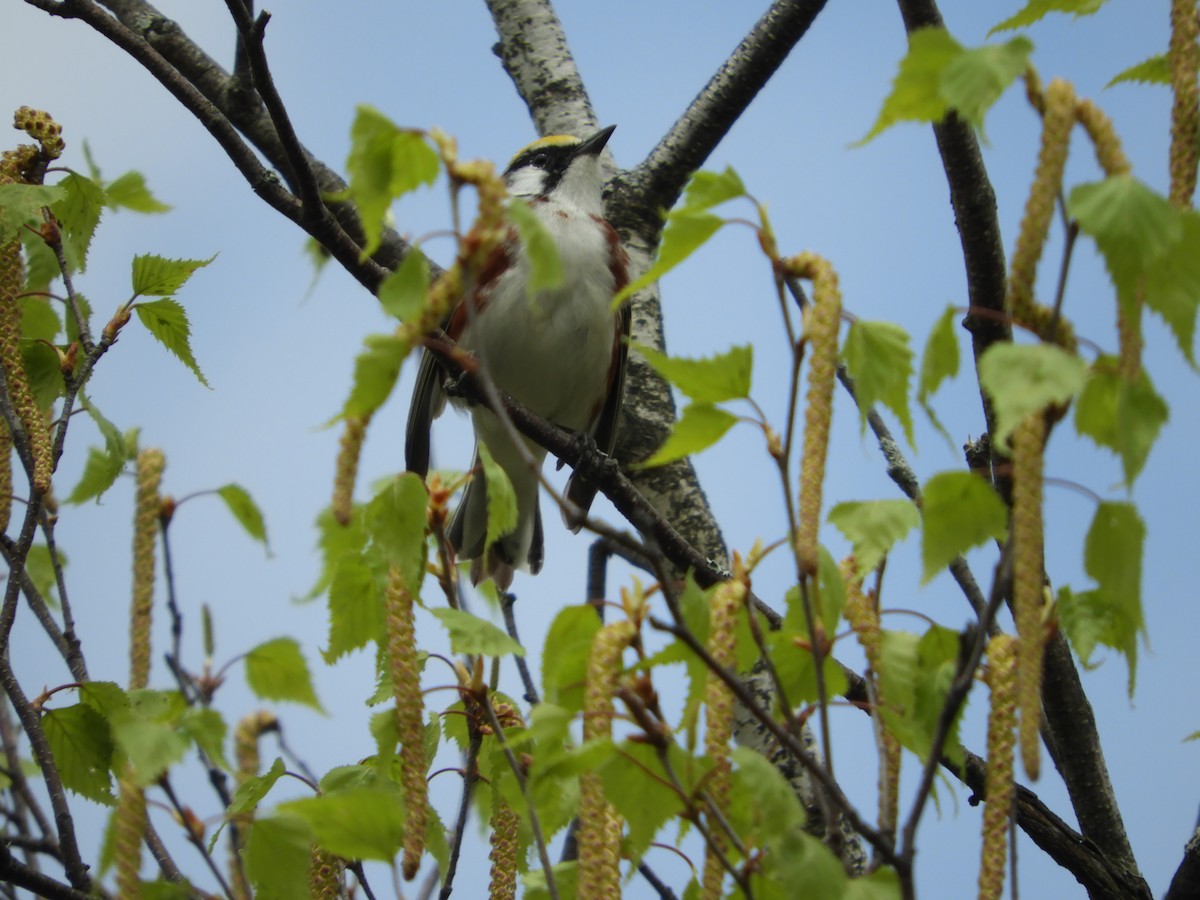 Chestnut-sided Warbler - Rick Bird