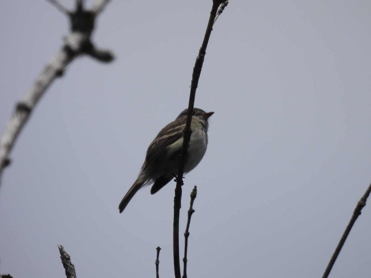 Moucherolle tchébec - ML618985298