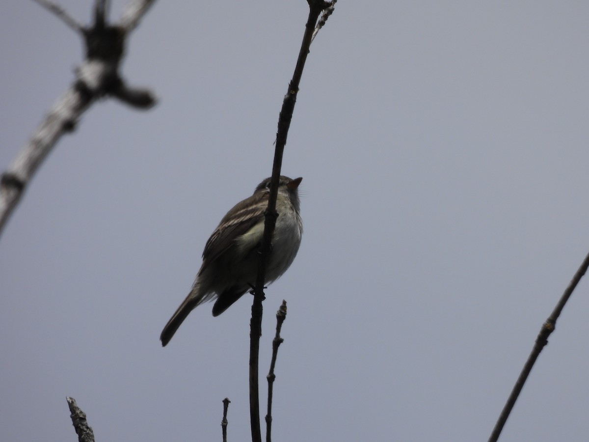 Least Flycatcher - ML618985299