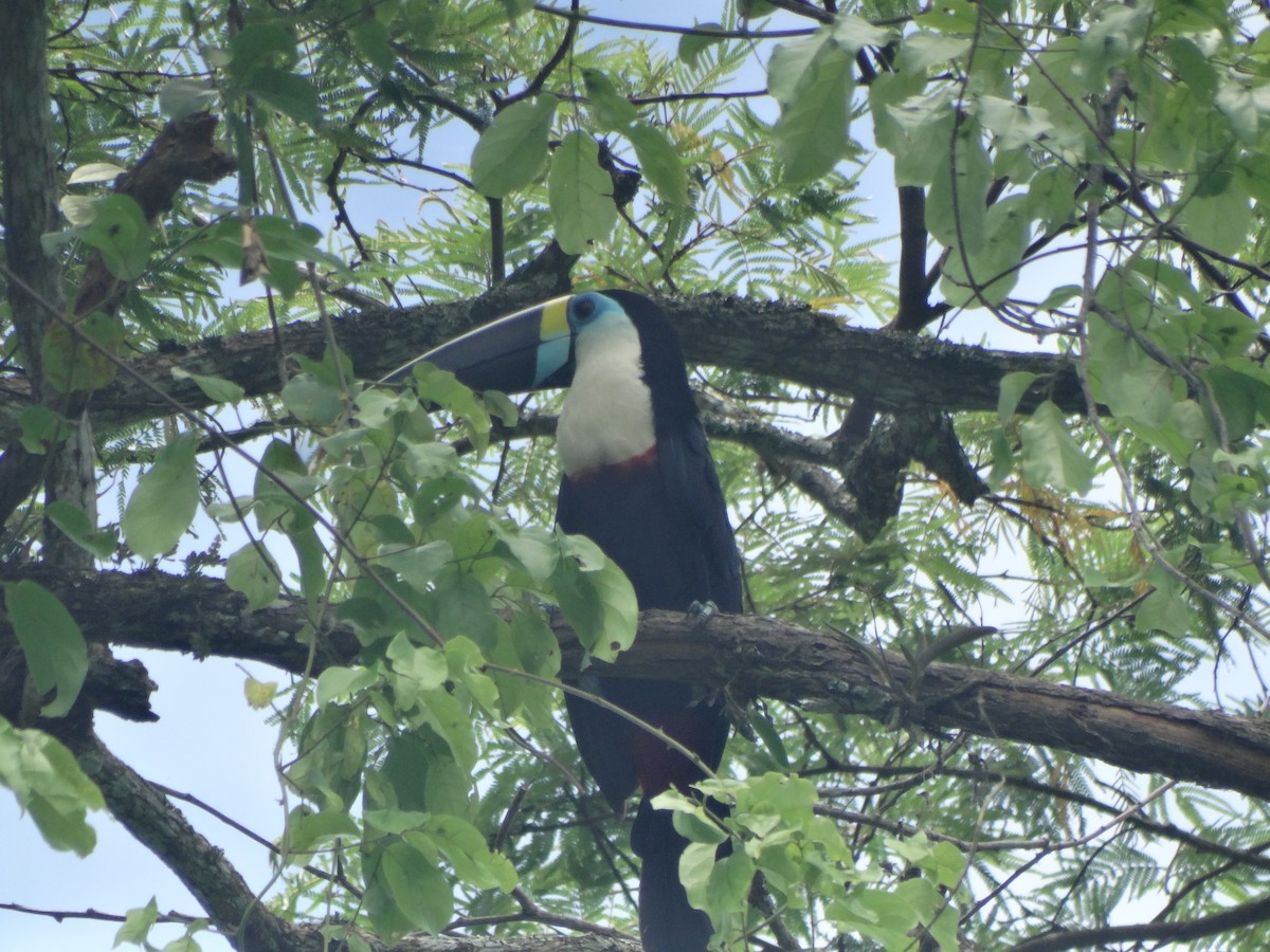 White-throated Toucan - ML618985321