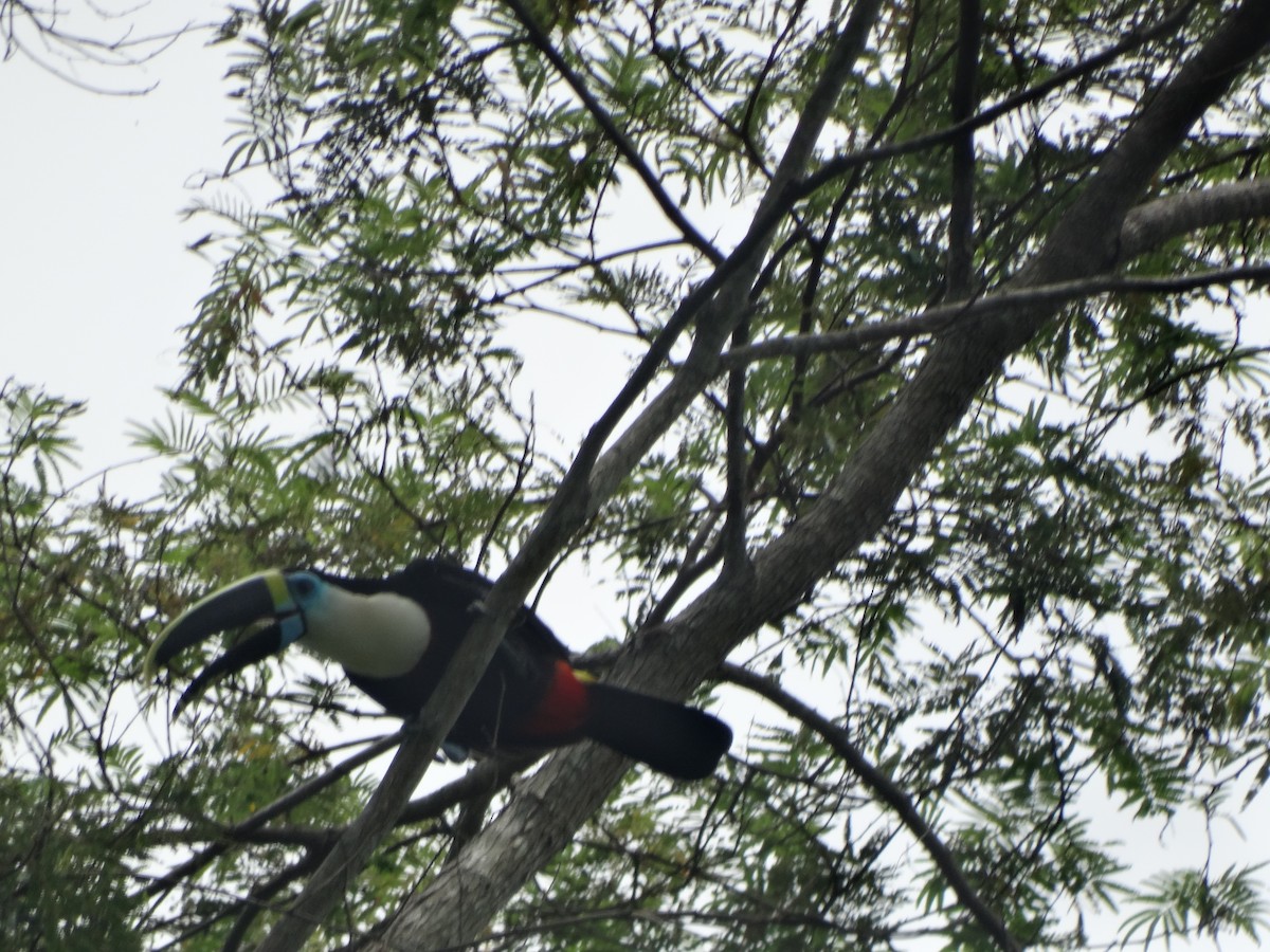 White-throated Toucan - ML618985323