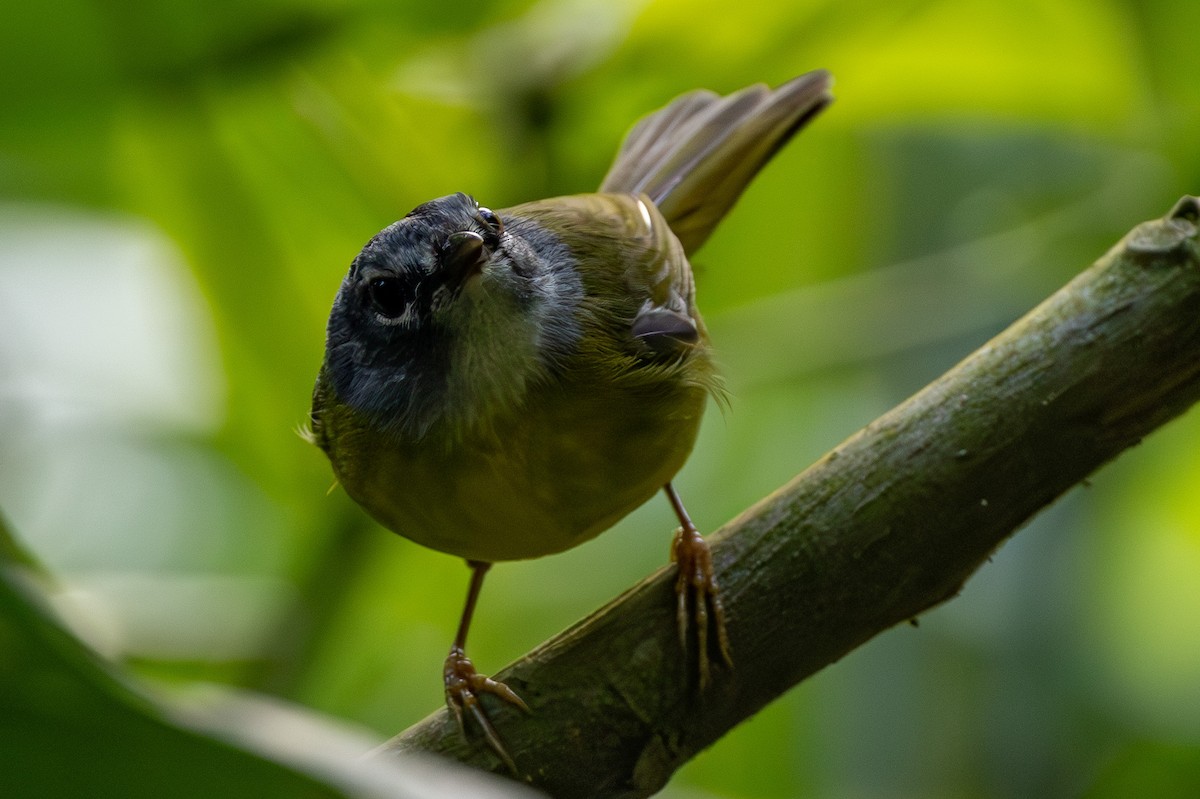 White-lored Warbler - Michael Cook