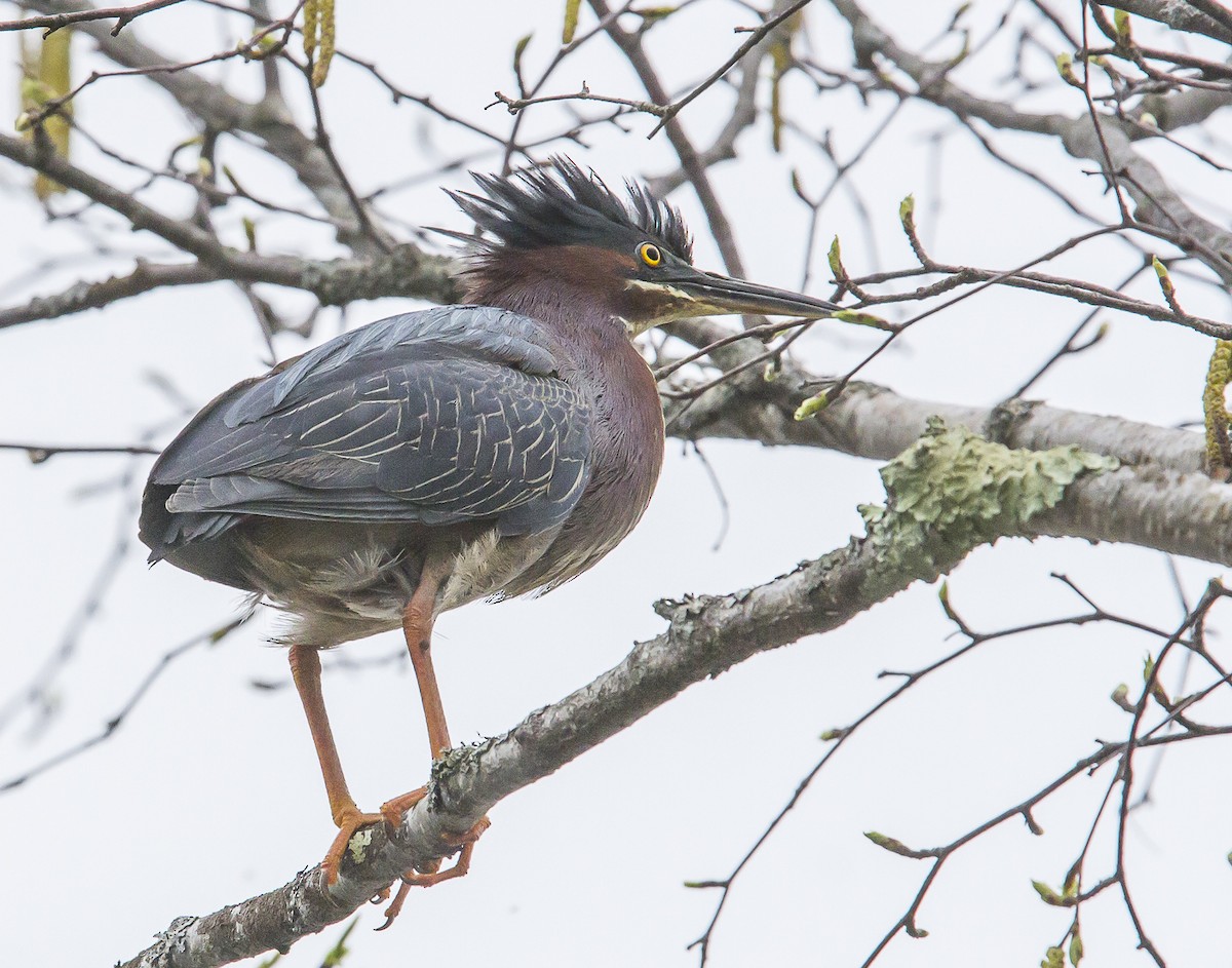 Green Heron - ML618985334