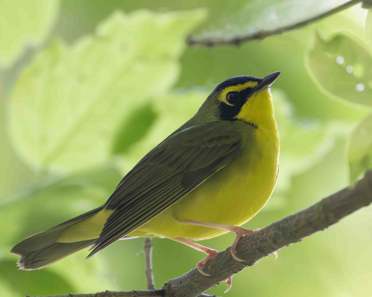 Kentucky Warbler - ML618985337