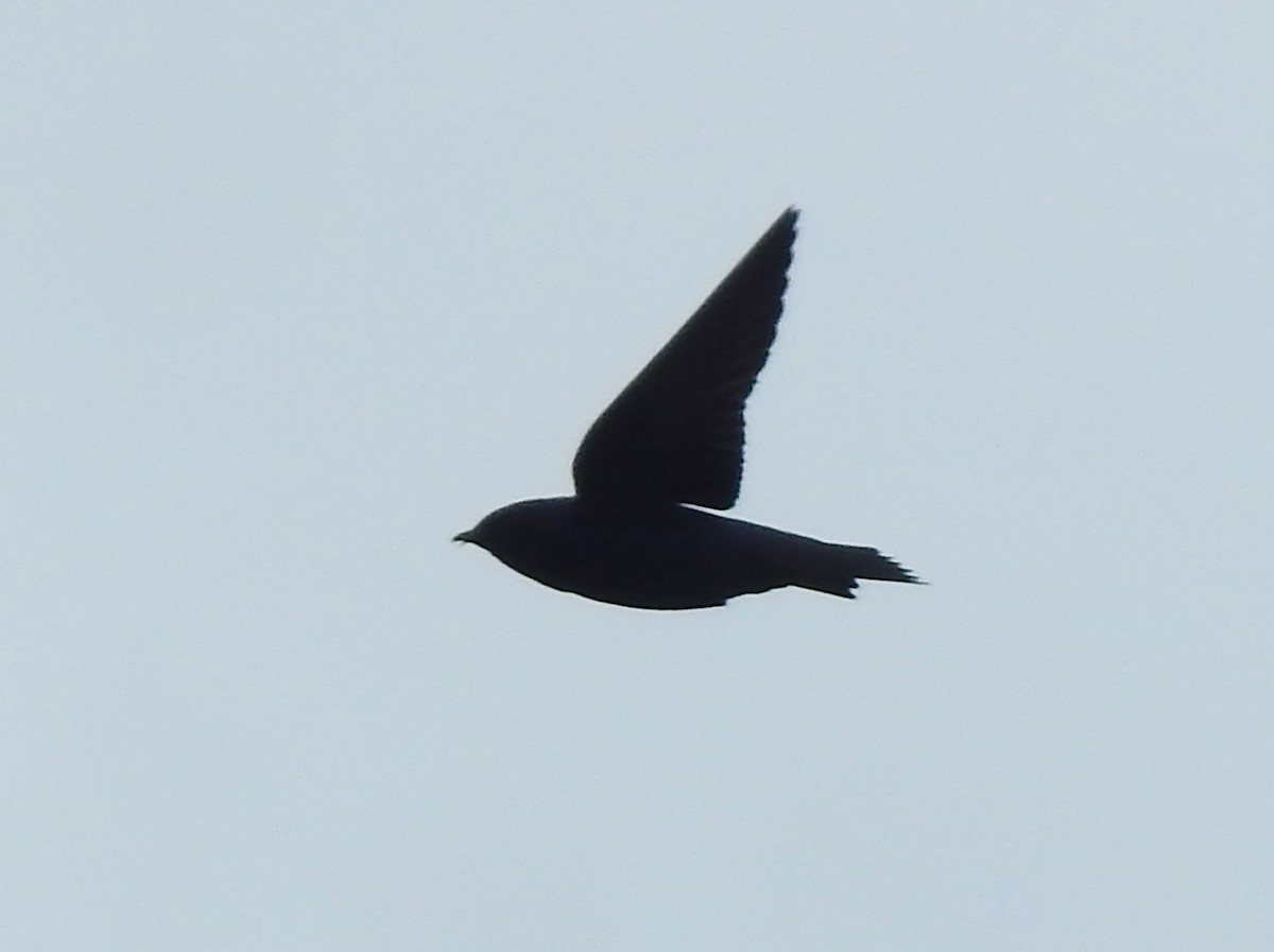 Purple Martin - ML618985347