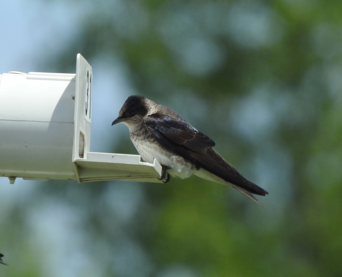 Purple Martin - ML618985349