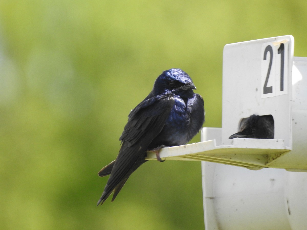 Purple Martin - ML618985350