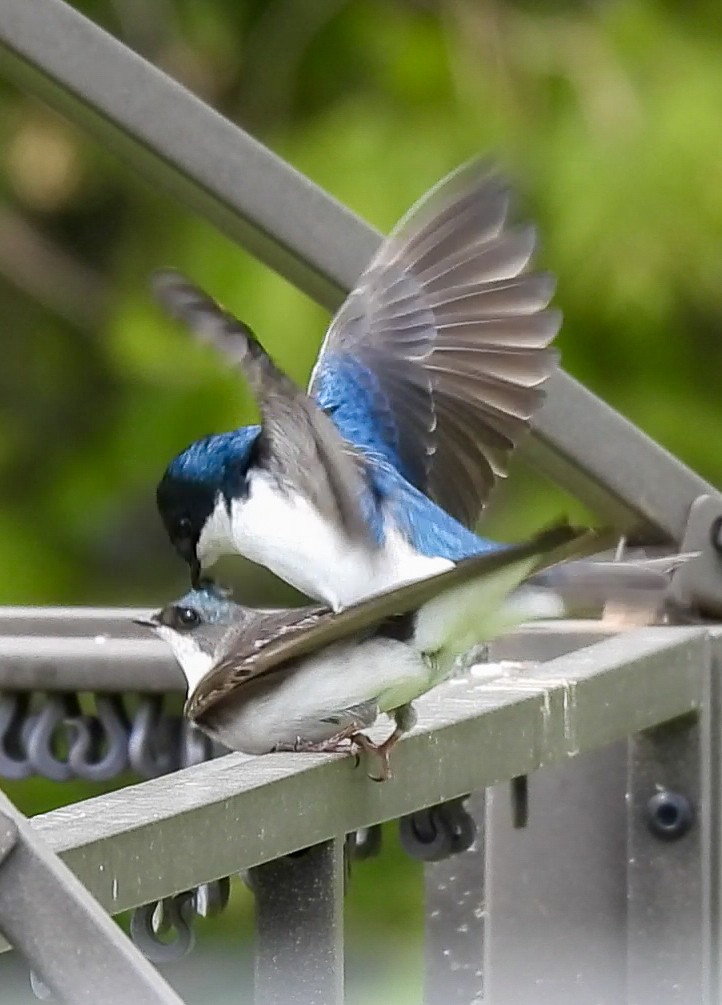 Tree Swallow - Cathy Wennerth