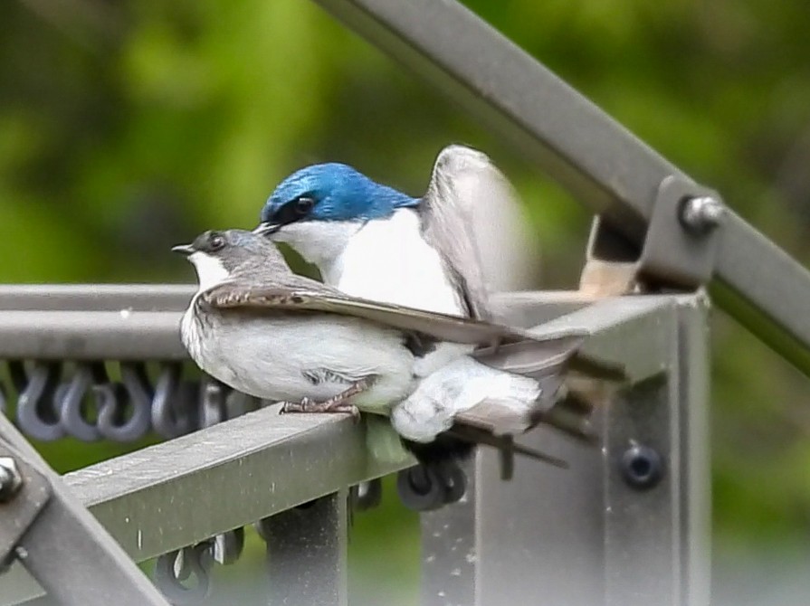 Tree Swallow - Cathy Wennerth