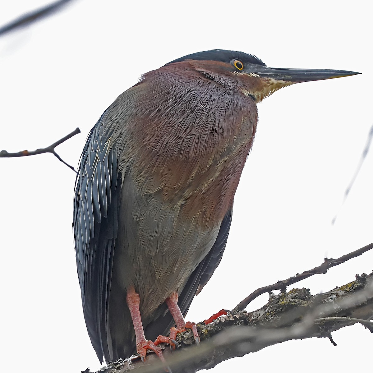 Green Heron - Johanne Charette