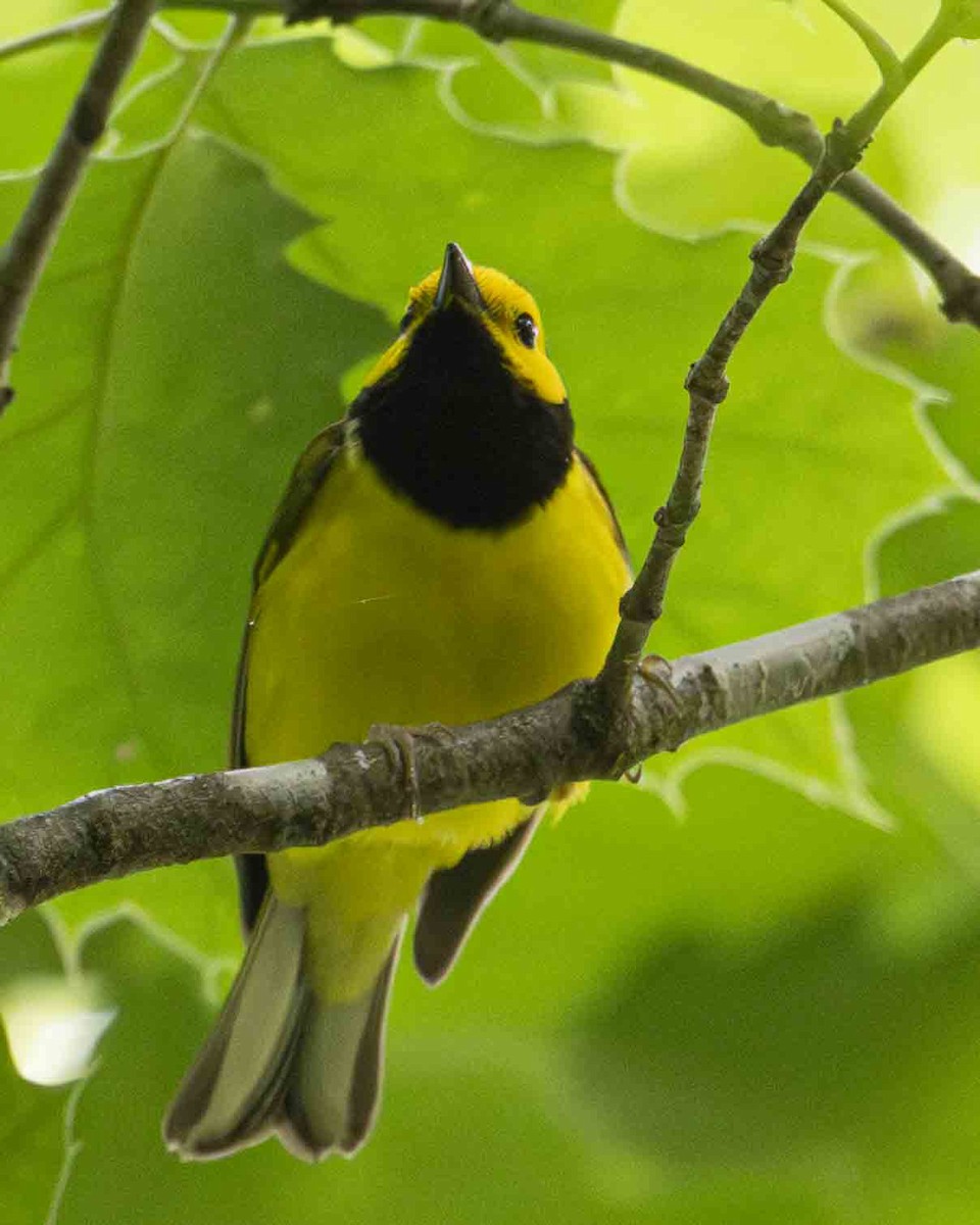 Hooded Warbler - ML618985380