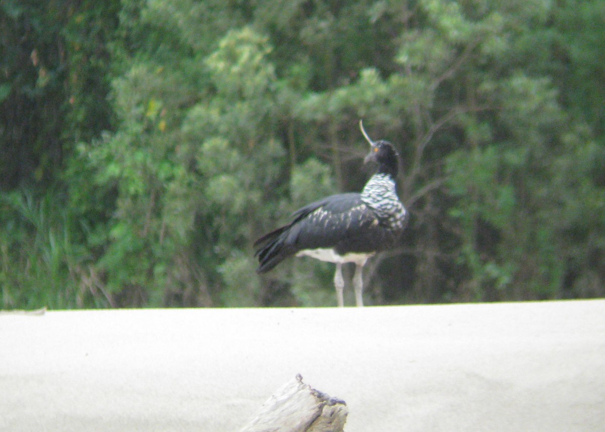 Horned Screamer - Tim Harrop