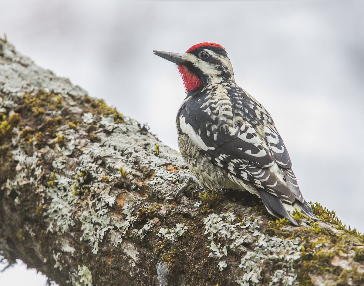 Yellow-bellied Sapsucker - ML618985405