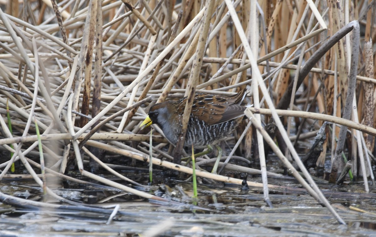 Polluela Sora - ML618985420