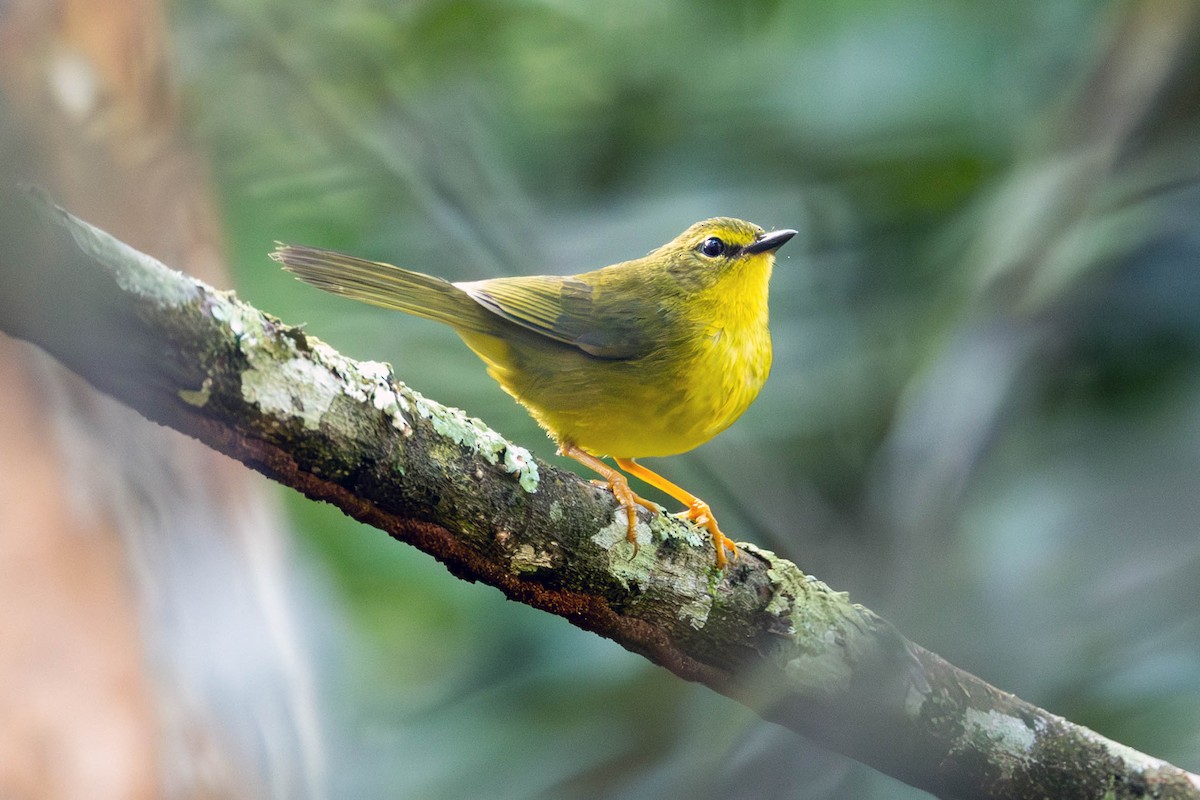 Flavescent Warbler - Fernando Calmon