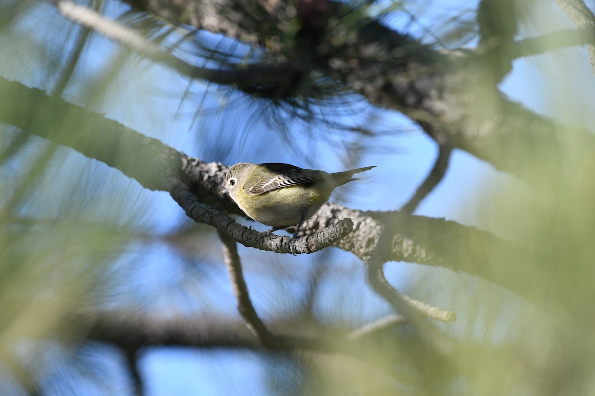 Vireo de Cassin - ML618985426