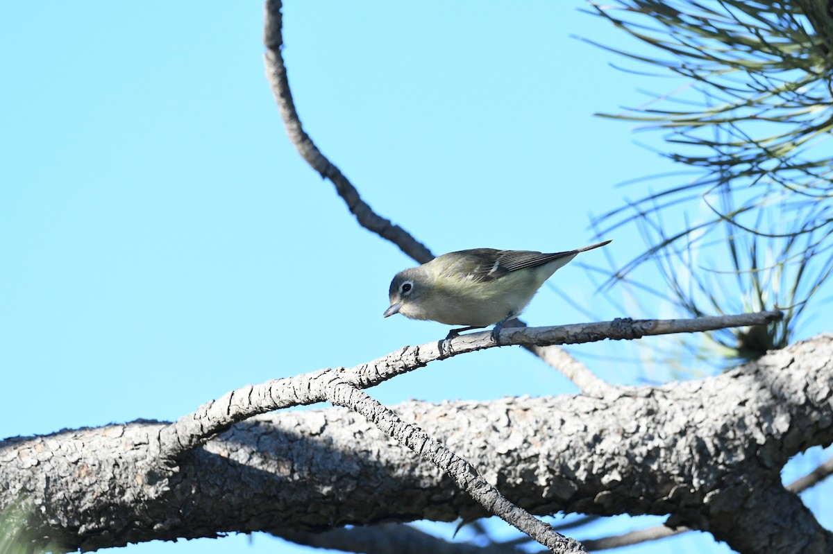 Cassin's Vireo - ML618985427