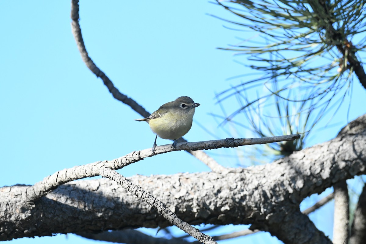 Vireo de Cassin - ML618985428