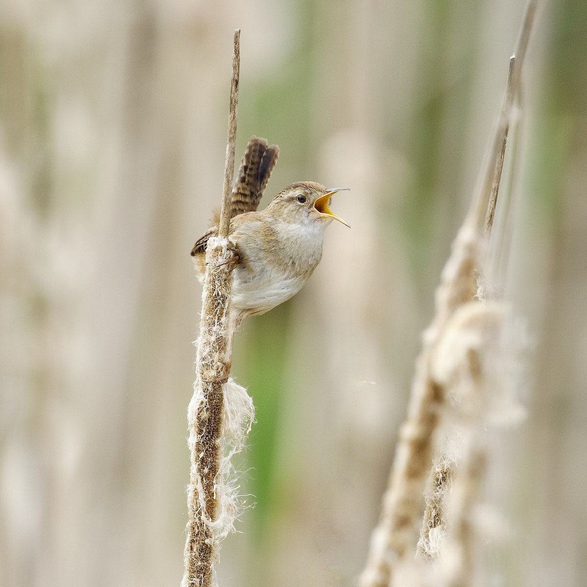 Marsh Wren - ML618985432