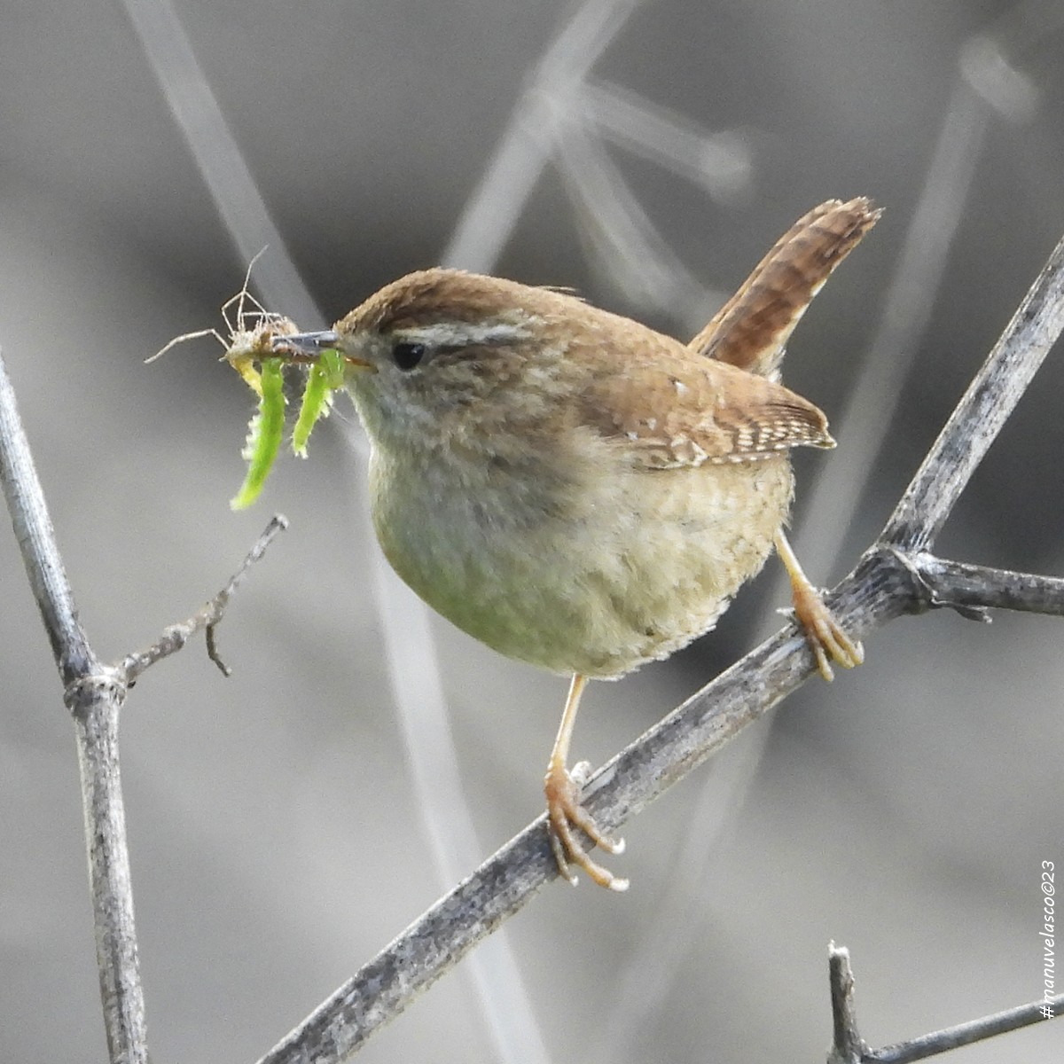 Eurasian Wren - Manuel Velasco