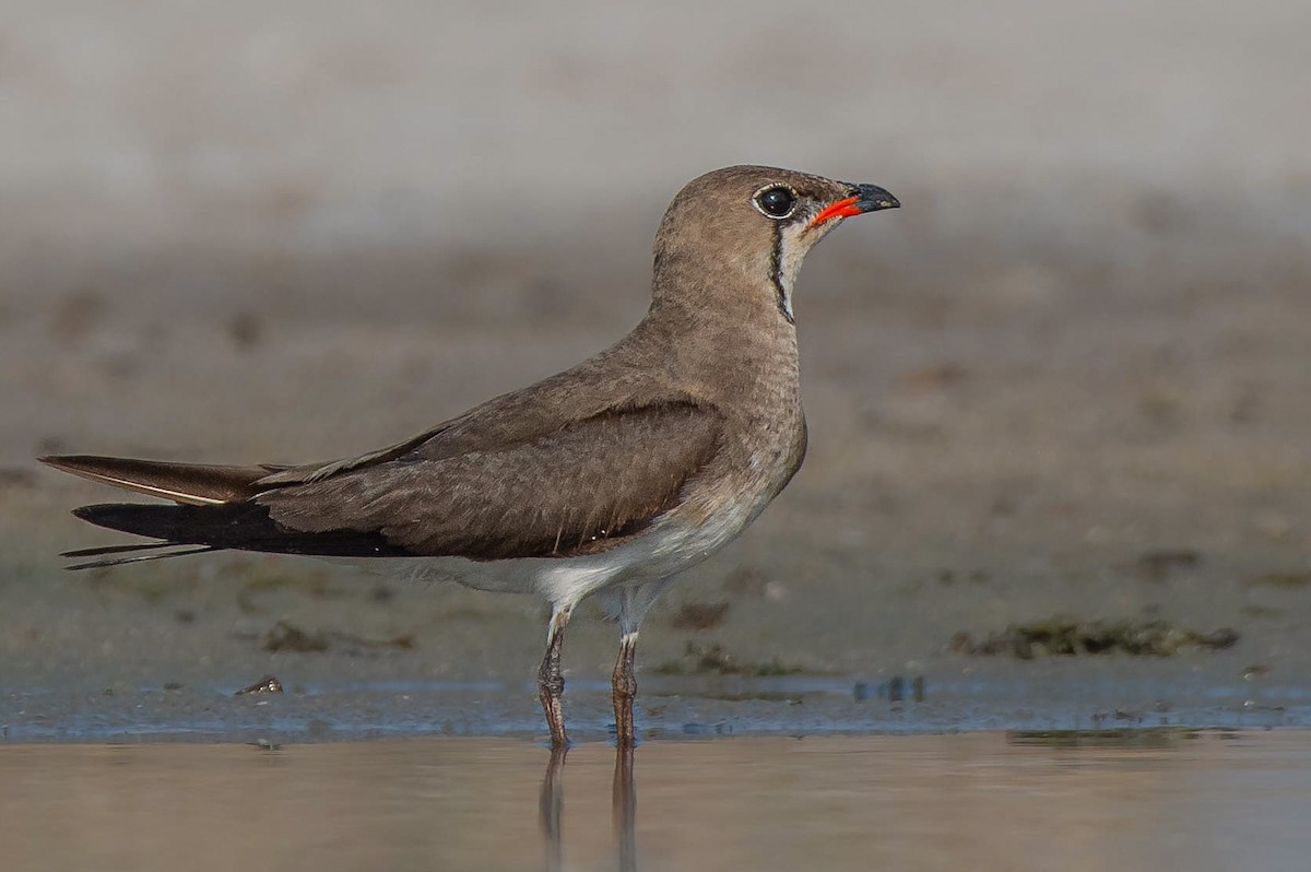 Collared Pratincole - Shantanu Majumdar